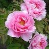 peony518
